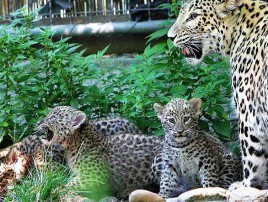 leopard